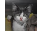 Adopt Ema a Domestic Short Hair