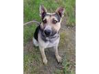 Adopt Katie a Shepherd