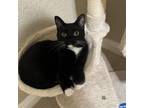 Adopt Madeline a Domestic Short Hair
