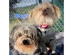 Adopt Sweety a Chinese Crested Dog
