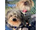 Adopt Pookie a Yorkshire Terrier