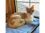 Adopt Clementine a Domestic Short Hair