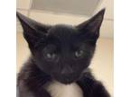 Adopt Dreams a Domestic Short Hair