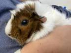 Adopt Eleanor a Guinea Pig