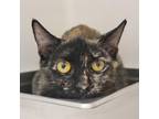 Adopt Copal a Domestic Short Hair