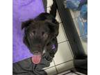 Adopt Frankie a Labrador Retriever