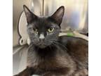 Adopt Candy a Domestic Long Hair