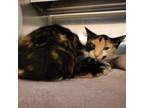 Adopt Cordelia 25729 a Domestic Short Hair