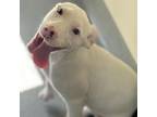 Adopt Lucero a Pit Bull Terrier