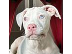 Adopt Nino Azul a Pit Bull Terrier