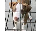 Adopt Diosa a Pit Bull Terrier
