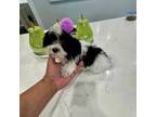 Maltese Puppy for sale in Orlando, FL, USA