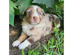 Australian Shepherd Puppy for sale in Harrah, OK, USA