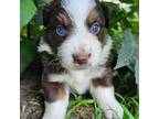 Australian Shepherd Puppy for sale in Harrah, OK, USA