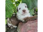 Australian Shepherd Puppy for sale in Harrah, OK, USA