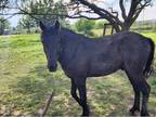 Black Quarter pony