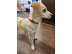 Adopt Apricot a Mixed Breed