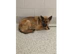 Adopt Lilac a German Shepherd Dog, Mixed Breed