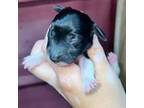 Dachshund Puppy for sale in La Junta, CO, USA