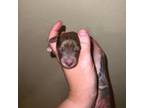 Dachshund Puppy for sale in La Junta, CO, USA