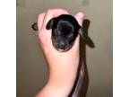 Dachshund Puppy for sale in La Junta, CO, USA