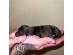 Dachshund Puppy for sale in La Junta, CO, USA