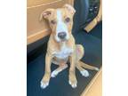 Adopt Bluey- ADOPTED a Mixed Breed