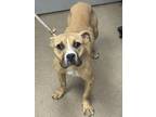 Adopt Doggie Parton a Mixed Breed