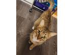 Adopt Nala a Domestic Short Hair