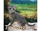 Adopt Topanga a Domestic Short Hair