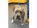 Adopt 24-06-1784 Lola a Pit Bull Terrier