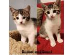 Adopt Rumor and Scout a Domestic Medium Hair
