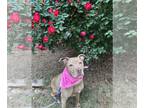 Chocolate Labrador retriever Mix DOG FOR ADOPTION RGADN-1087365 - Bella -
