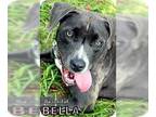 American Staffordshire Terrier DOG FOR ADOPTION RGADN-1087486 - Bella Donna -