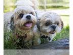 Shih Tzu DOG FOR ADOPTION RGADN-1087498 - Foster Homes Needed - Shih Tzu (medium