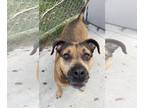 Bullmastiff-German Shepherd Dog Mix DOG FOR ADOPTION RGADN-1091353 - Kay -