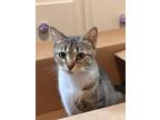 Adopt Trill a Domestic Short Hair