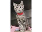 Adopt Marcia a Domestic Short Hair