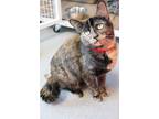 Adopt Kitty a Domestic Short Hair