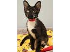 Adopt Bunny Boo a Domestic Short Hair