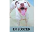 Adopt Princess a Pit Bull Terrier, Mixed Breed