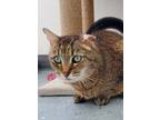 Adopt Tatiana a Domestic Short Hair