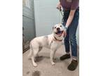 Adopt Skylar a Pit Bull Terrier, Siberian Husky