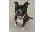 Adopt Nevaeh a Pit Bull Terrier, Mixed Breed