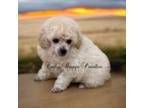 Poodle (Toy) Puppy for sale in Salisbury, NC, USA