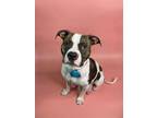 Adopt Aniyah a American Staffordshire Terrier, Mixed Breed