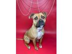 Adopt Ruby a Pit Bull Terrier, Mixed Breed