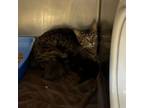 Adopt Mable: Rodent Responder, adoption fees waived! a Domestic Short Hair