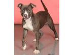 Adopt Cheesecake a Pit Bull Terrier
