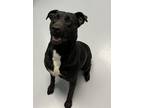 Adopt Iris a Labrador Retriever